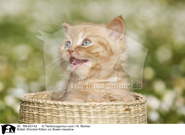 Britisch Kurzhaar Ktzchen auf Blumenwiese / British Shortair Kitten on flower meadow / RR-60142
