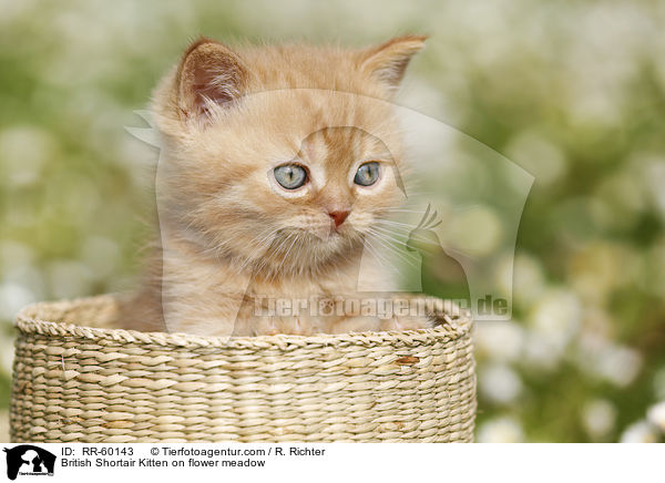 Britisch Kurzhaar Ktzchen auf Blumenwiese / British Shortair Kitten on flower meadow / RR-60143