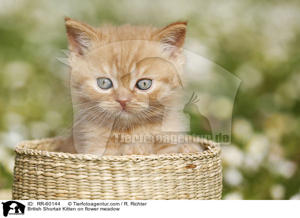 Britisch Kurzhaar Ktzchen auf Blumenwiese / British Shortair Kitten on flower meadow / RR-60144