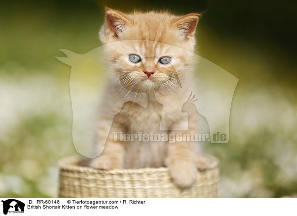 Britisch Kurzhaar Ktzchen auf Blumenwiese / British Shortair Kitten on flower meadow / RR-60146