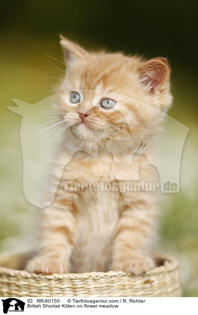 Britisch Kurzhaar Ktzchen auf Blumenwiese / British Shortair Kitten on flower meadow / RR-60150