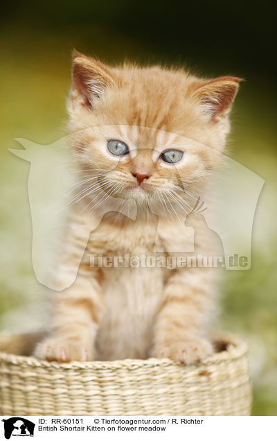 Britisch Kurzhaar Ktzchen auf Blumenwiese / British Shortair Kitten on flower meadow / RR-60151