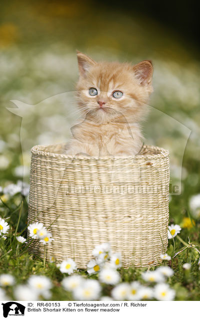 Britisch Kurzhaar Ktzchen auf Blumenwiese / British Shortair Kitten on flower meadow / RR-60153