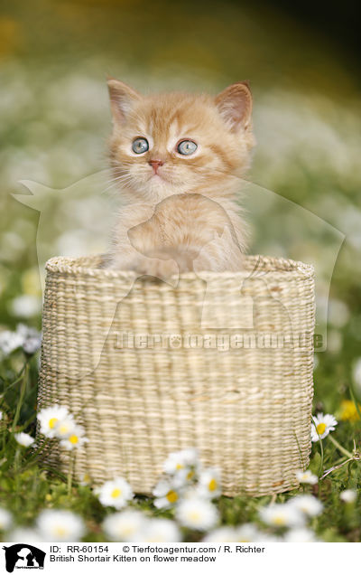 Britisch Kurzhaar Ktzchen auf Blumenwiese / British Shortair Kitten on flower meadow / RR-60154