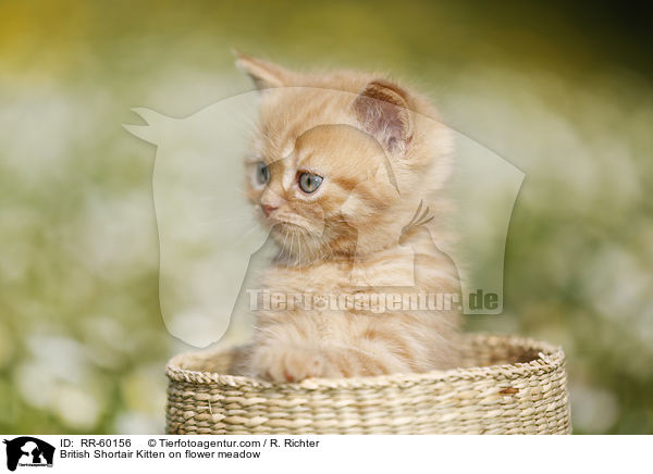 Britisch Kurzhaar Ktzchen auf Blumenwiese / British Shortair Kitten on flower meadow / RR-60156