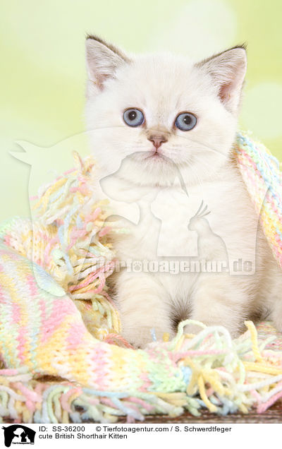 ses Britisch Kurzhaar Ktzchen / cute British Shorthair Kitten / SS-36200