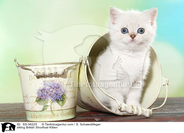 sitzendes Britisch Kurzhaar Ktzchen / sitting British Shorthair Kitten / SS-36225