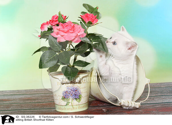 sitzendes Britisch Kurzhaar Ktzchen / sitting British Shorthair Kitten / SS-36226