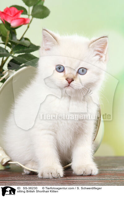 sitzendes Britisch Kurzhaar Ktzchen / sitting British Shorthair Kitten / SS-36230