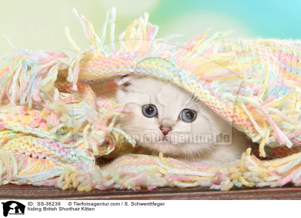 Britisch Kurzhaar Ktzchen versteckt sich / hiding British Shorthair Kitten / SS-36239