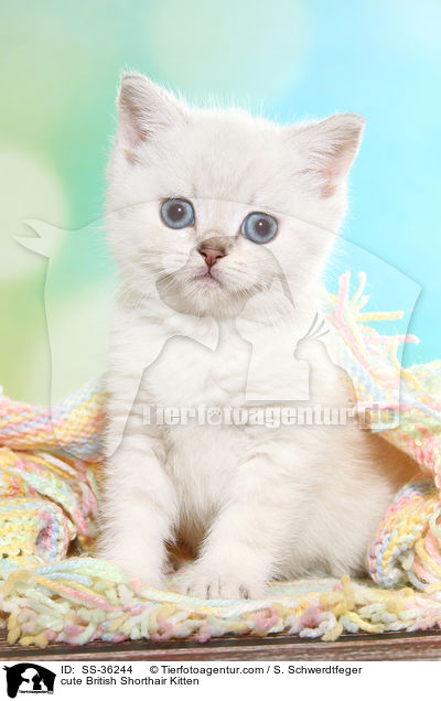 ses Britisch Kurzhaar Ktzchen / cute British Shorthair Kitten / SS-36244