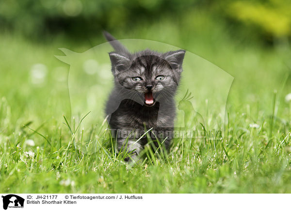Britisch Kurzhaar Ktzchen / British Shorthair Kitten / JH-21177