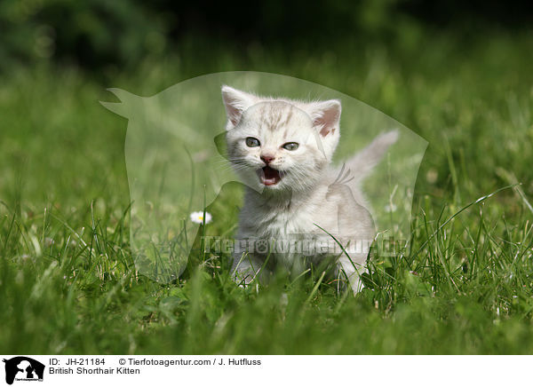 Britisch Kurzhaar Ktzchen / British Shorthair Kitten / JH-21184