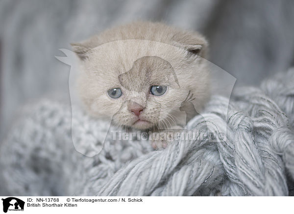 Britisch Kurzhaar Ktzchen / British Shorthair Kitten / NN-13768