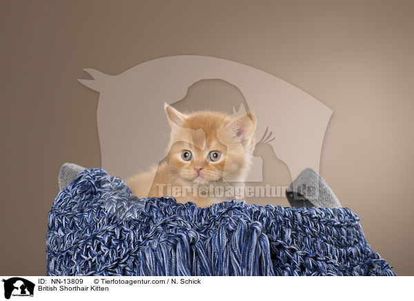 Britisch Kurzhaar Ktzchen / British Shorthair Kitten / NN-13809