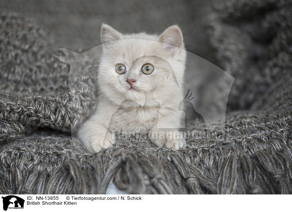 Britisch Kurzhaar Ktzchen / British Shorthair Kitten / NN-13855