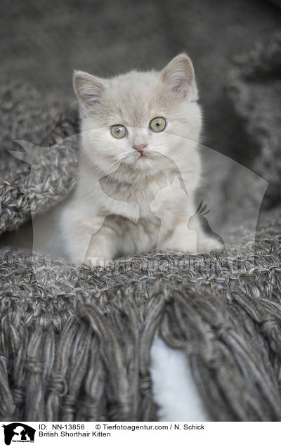 Britisch Kurzhaar Ktzchen / British Shorthair Kitten / NN-13856
