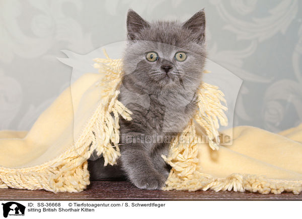 sitzendes Britisch Kurzhaar Ktzchen / sitting British Shorthair Kitten / SS-36668