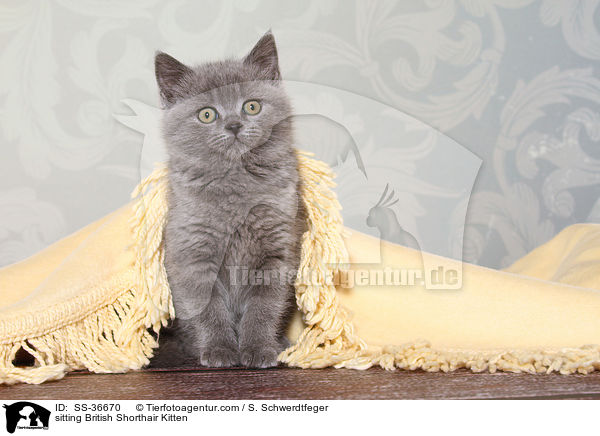 sitzendes Britisch Kurzhaar Ktzchen / sitting British Shorthair Kitten / SS-36670