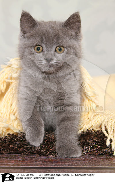 sitzendes Britisch Kurzhaar Ktzchen / sitting British Shorthair Kitten / SS-36697
