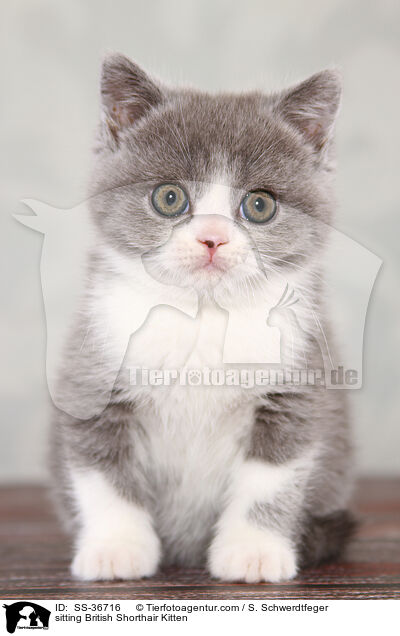 sitzendes Britisch Kurzhaar Ktzchen / sitting British Shorthair Kitten / SS-36716