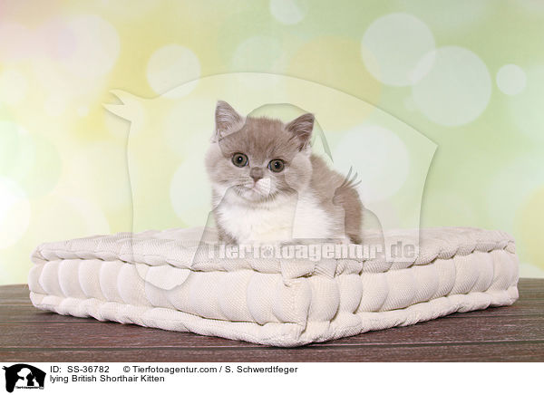 liegendes Britisch Kurzhaar Ktzchen / lying British Shorthair Kitten / SS-36782