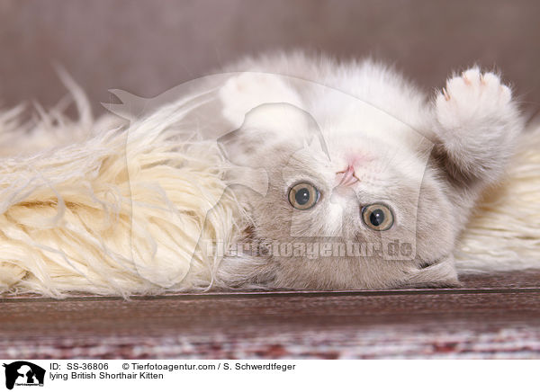 liegendes Britisch Kurzhaar Ktzchen / lying British Shorthair Kitten / SS-36806