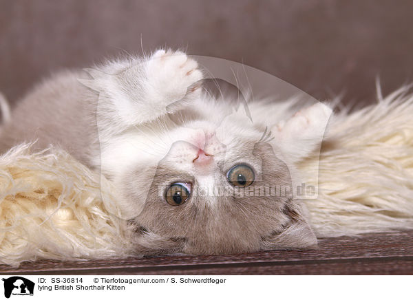 liegendes Britisch Kurzhaar Ktzchen / lying British Shorthair Kitten / SS-36814