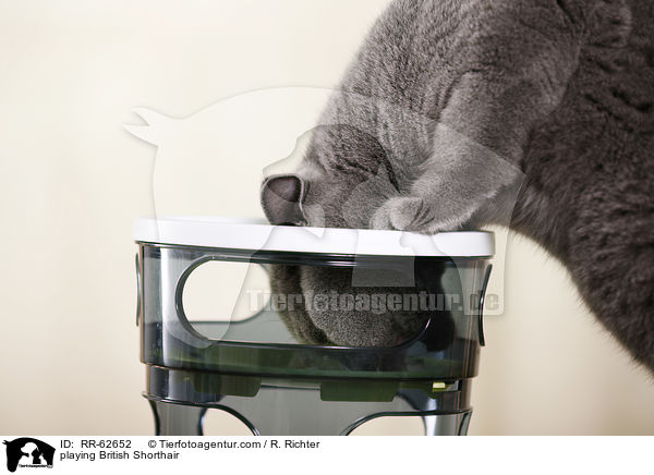 spielende Britisch Kurzhaar / playing British Shorthair / RR-62652