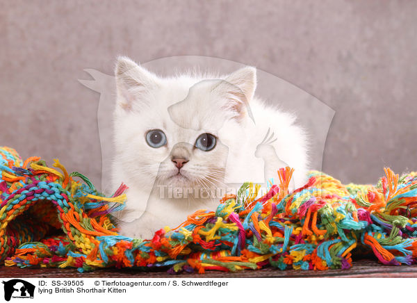 liegendes Britisch Kurzhaar Ktzchen / lying British Shorthair Kitten / SS-39505