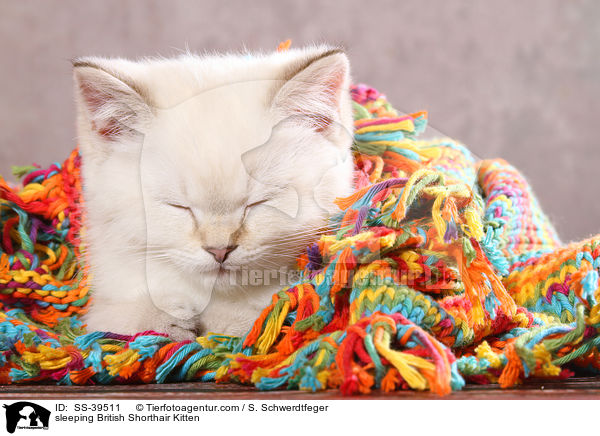 schlafendes Britisch Kurzhaar Ktzchen / sleeping British Shorthair Kitten / SS-39511