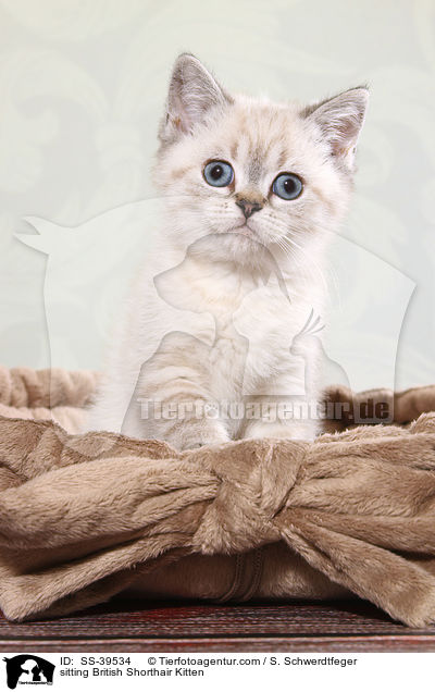 sitzendes Britisch Kurzhaar Ktzchen / sitting British Shorthair Kitten / SS-39534