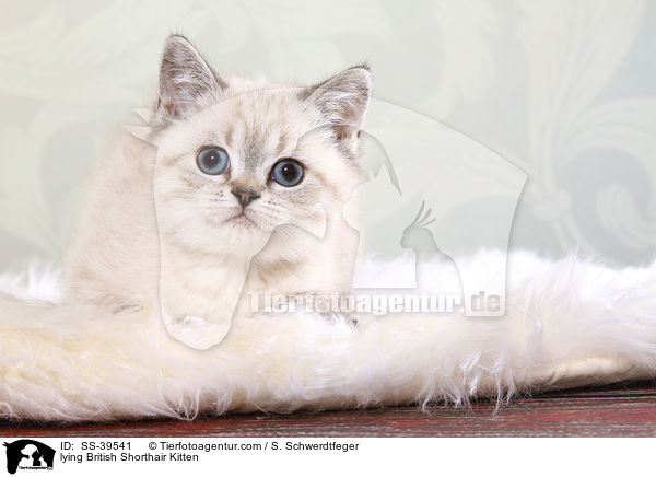 liegendes Britisch Kurzhaar Ktzchen / lying British Shorthair Kitten / SS-39541