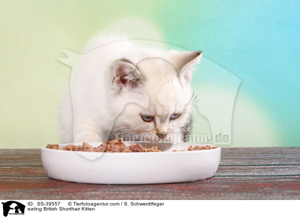 fressendes Britisch Kurzhaar Ktzchen / eating British Shorthair Kitten / SS-39557