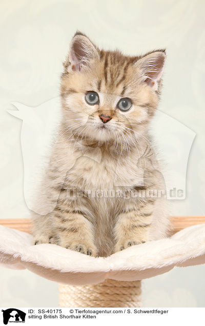 sitzendes Britisch Kurzhaar Ktzchen / sitting British Shorthair Kitten / SS-40175