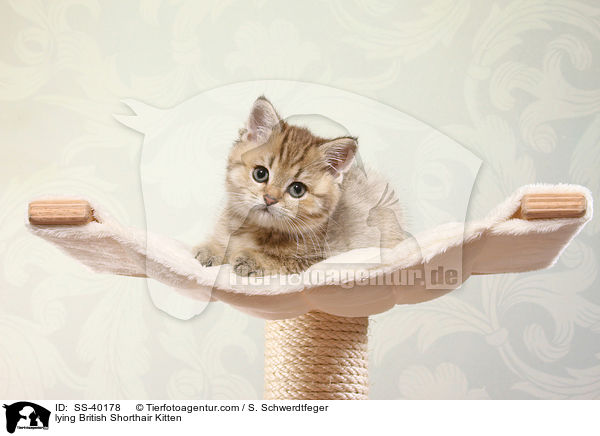 liegendes Britisch Kurzhaar Ktzchen / lying British Shorthair Kitten / SS-40178
