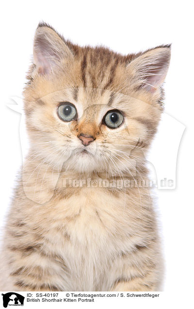British Shorthair Kitten Portrait / SS-40197