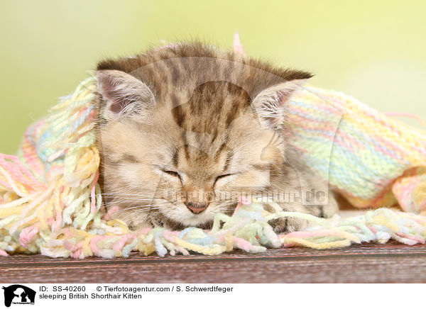 schlafendes Britisch Kurzhaar Ktzchen / sleeping British Shorthair Kitten / SS-40260