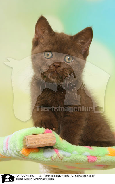 sitzendes Britisch Kurzhaar Ktzchen / sitting British Shorthair Kitten / SS-41583