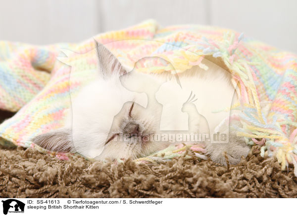 sleeping British Shorthair Kitten / SS-41613