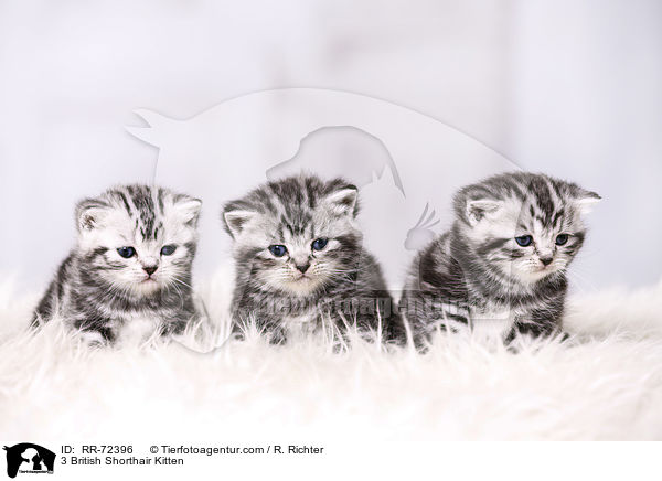 3 British Shorthair Kitten / RR-72396