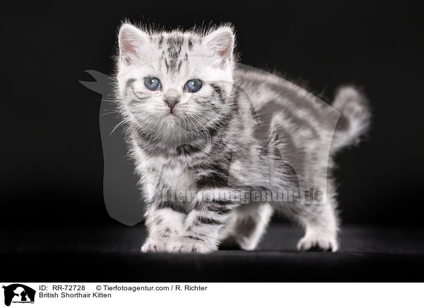 British Shorthair Kitten / RR-72728