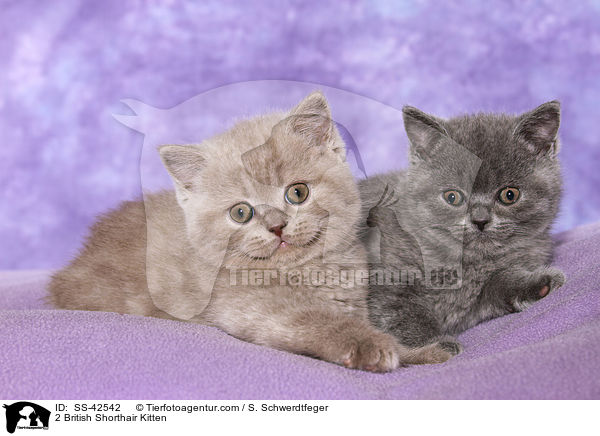 2 British Shorthair Kitten / SS-42542