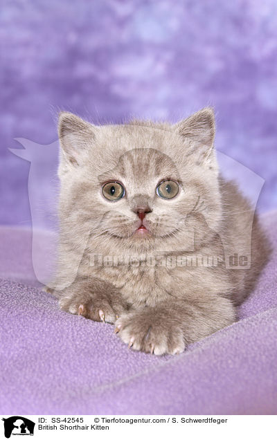 British Shorthair Kitten / SS-42545