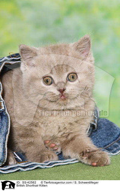 British Shorthair Kitten / SS-42562