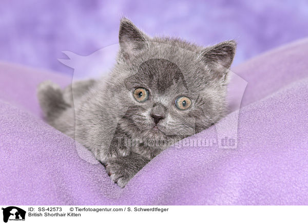 British Shorthair Kitten / SS-42573