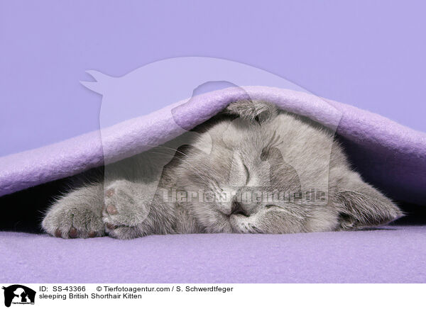 sleeping British Shorthair Kitten / SS-43366