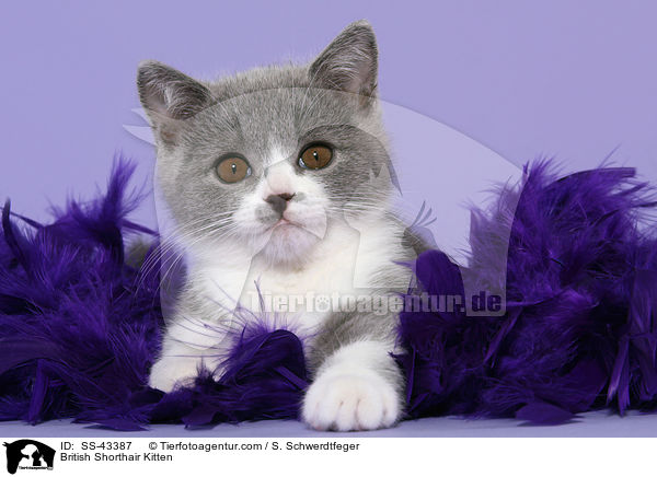British Shorthair Kitten / SS-43387