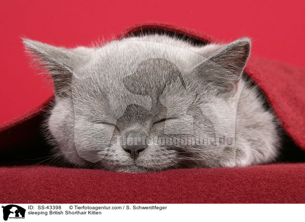 sleeping British Shorthair Kitten / SS-43398