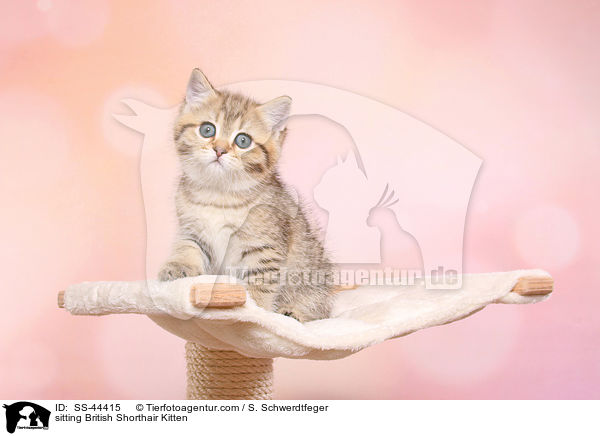sitzendes Britisch Kurzhaar Ktzchen / sitting British Shorthair Kitten / SS-44415